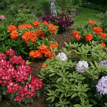 Guldbergs カーテミンド